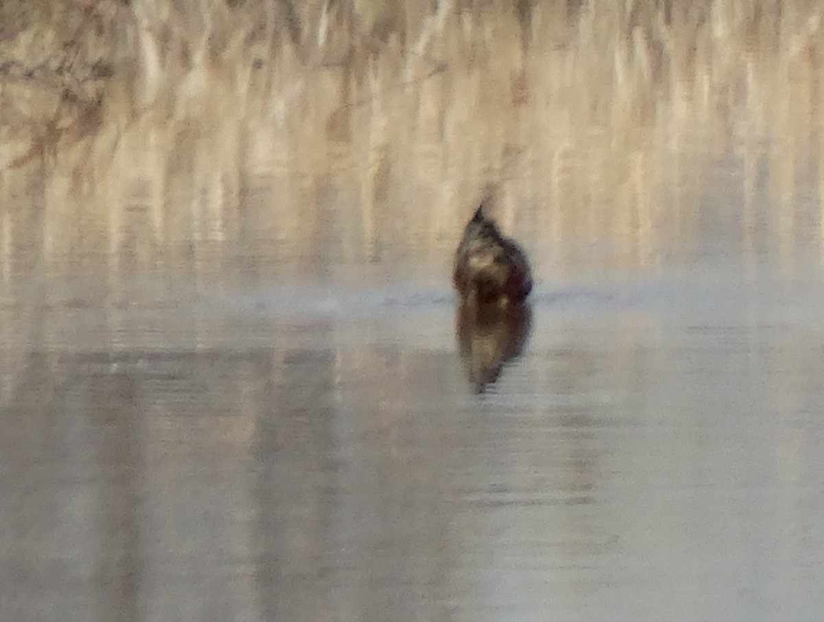 Hudsonian Godwit - ML339271271