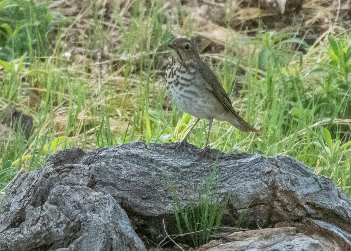 Swainson's Thrush - ML339271651