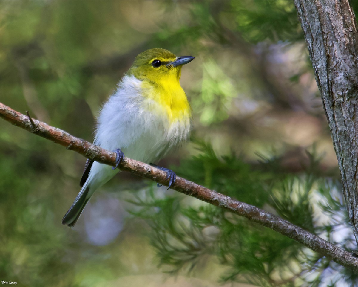 Yellow-throated Vireo - Brian Lowry