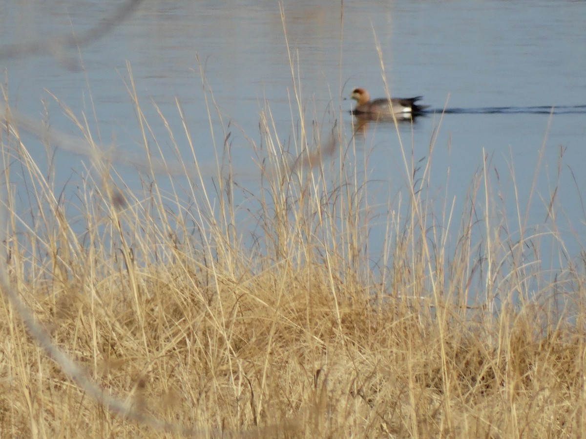 Eurasian x American Wigeon (hybrid) - ML339273211