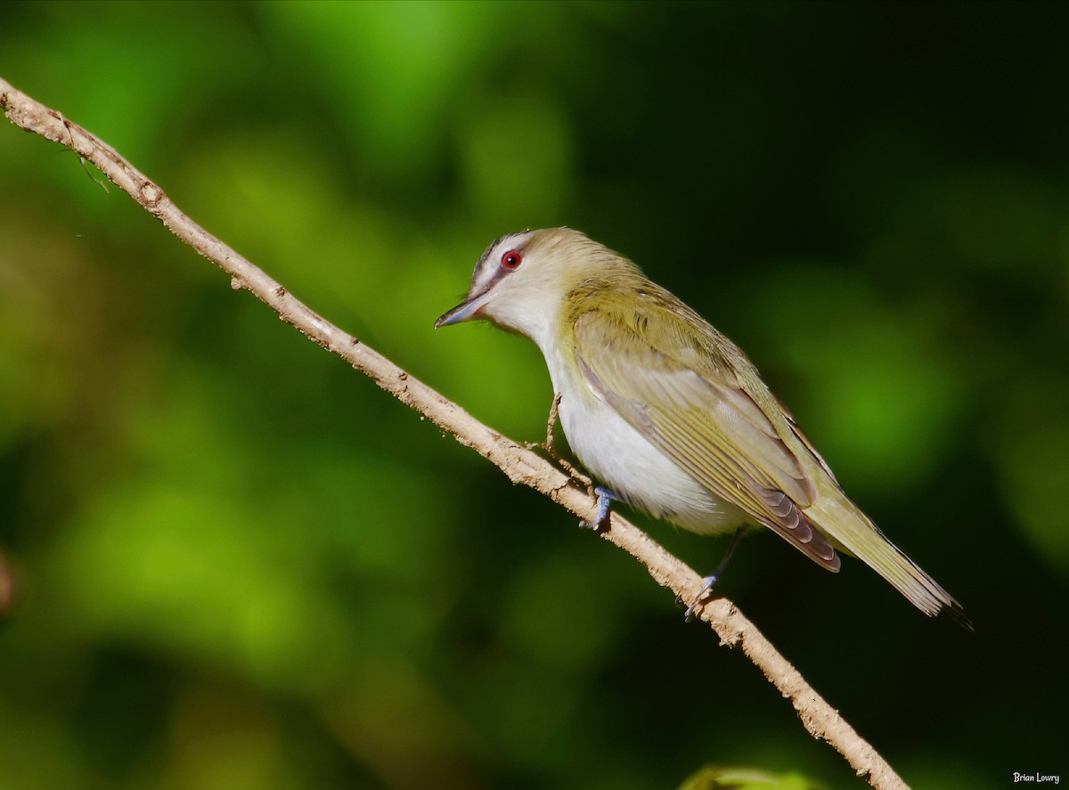 Red-eyed Vireo - ML339273291