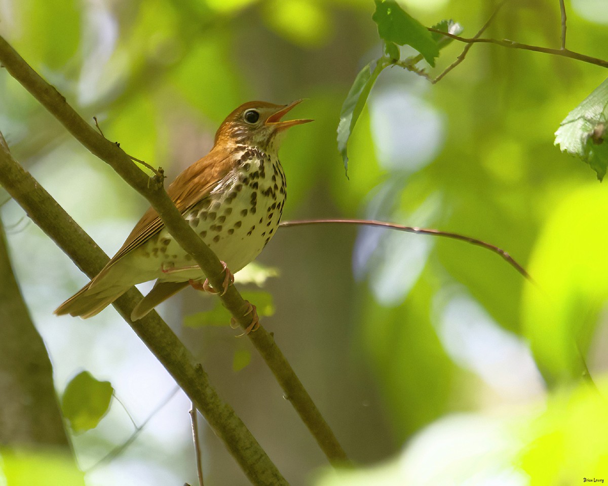 Wood Thrush - ML339273611