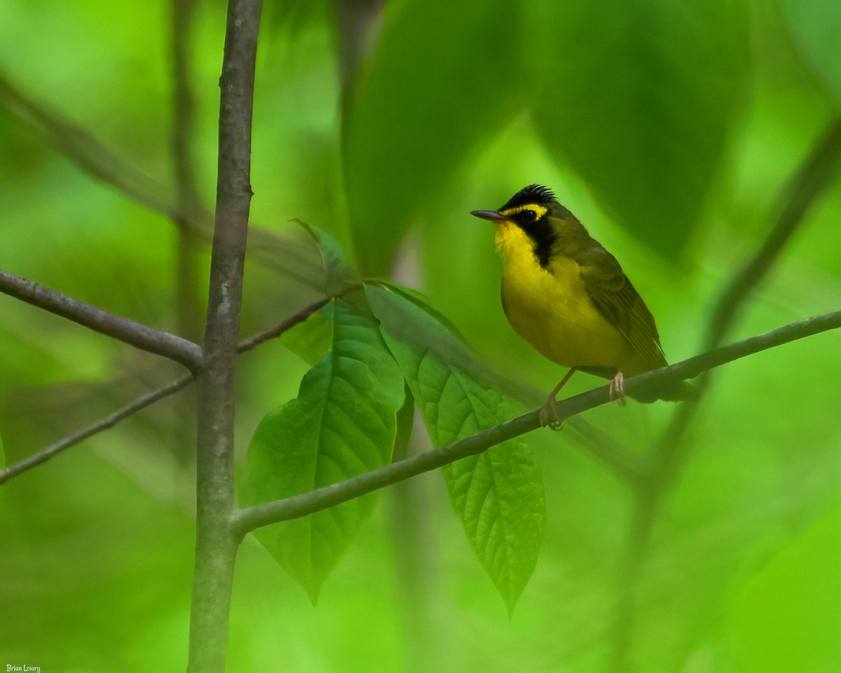 Kentucky Warbler - ML339273761