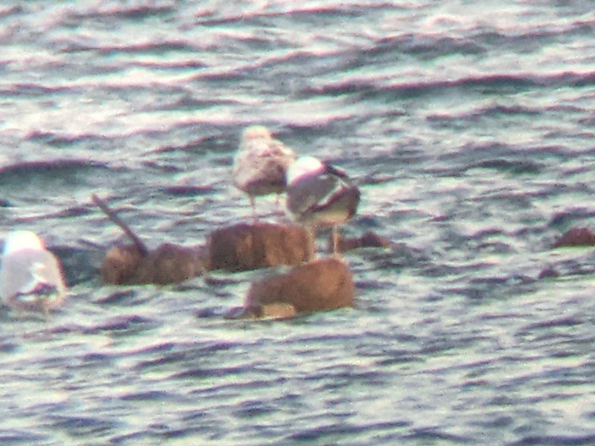 Lesser Black-backed Gull - ML339275751