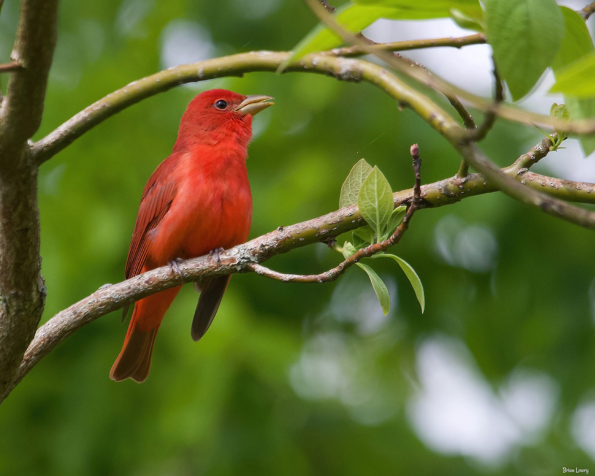 Summer Tanager - ML339276711