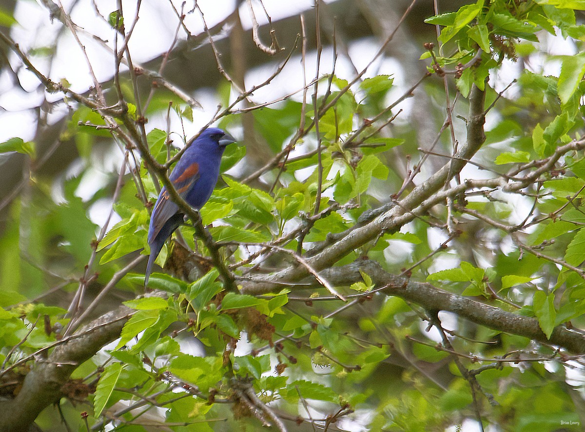 Guiraca bleu - ML339276811