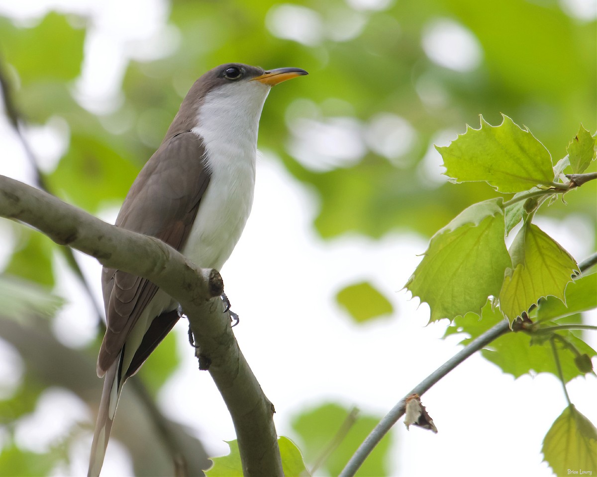 Yellow-billed Cuckoo - ML339277501