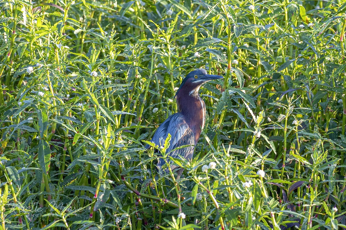 Green Heron - ML339277511