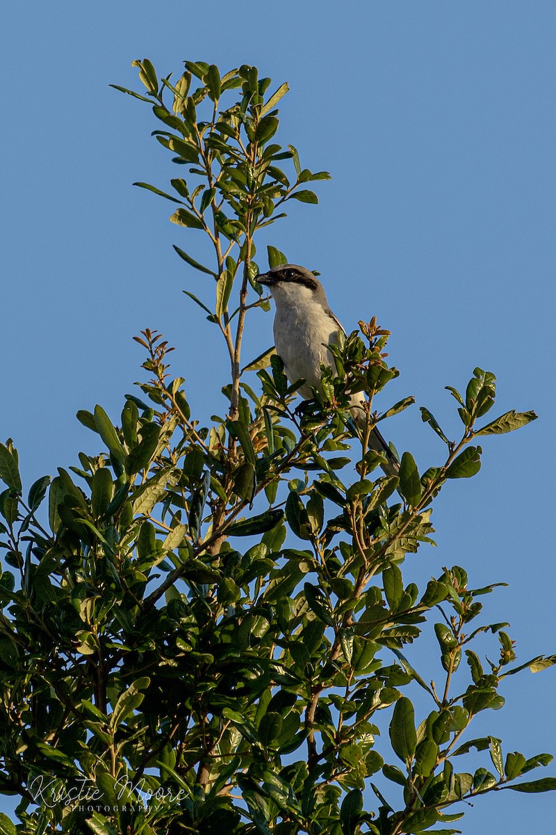 Loggerhead Shrike - ML339277621