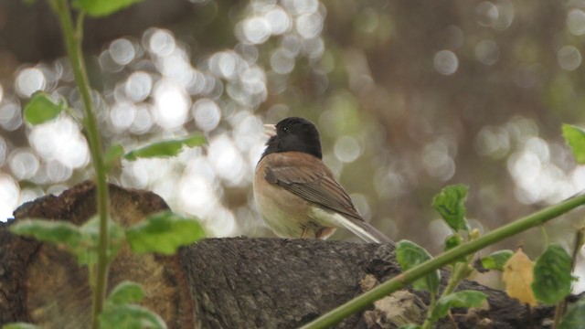 Junco ardoisé (groupe oreganus) - ML339277651