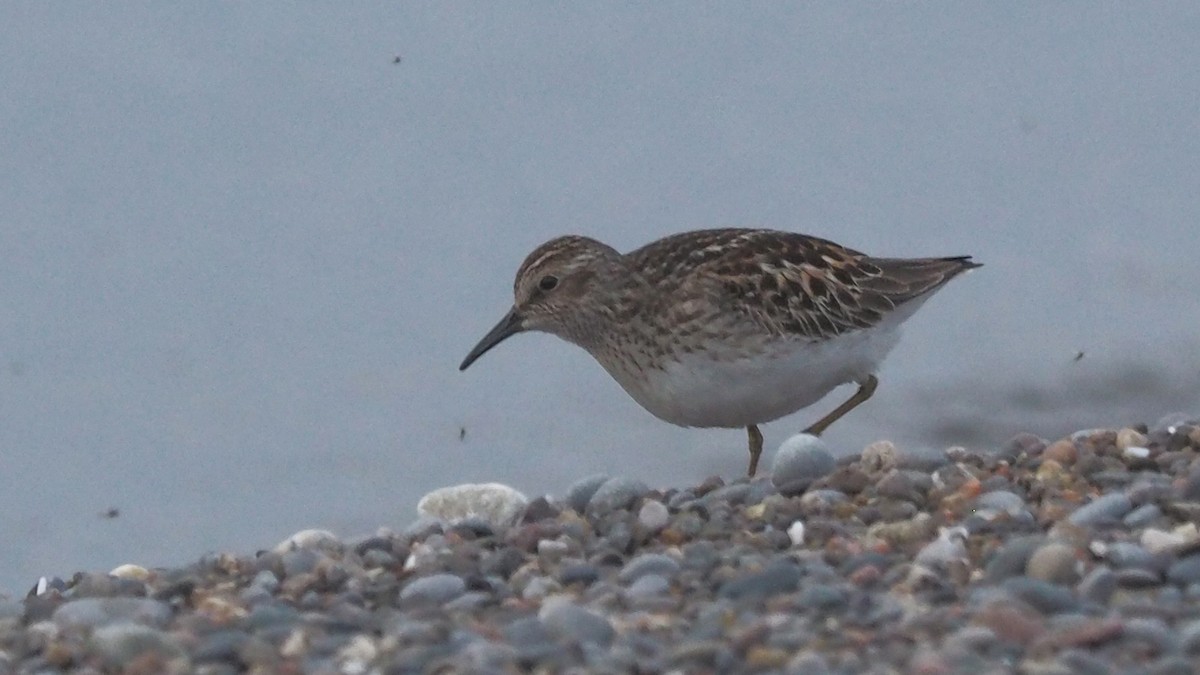 Least Sandpiper - ML339278091