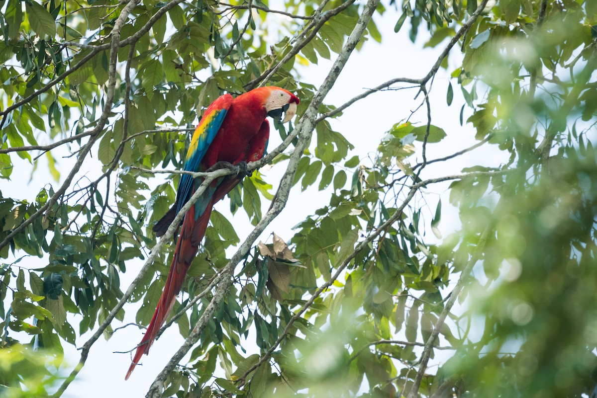 Scarlet Macaw - Claudia Brasileiro