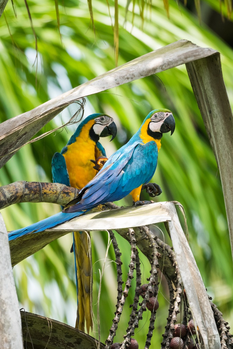 Blue-and-yellow Macaw - Claudia Brasileiro