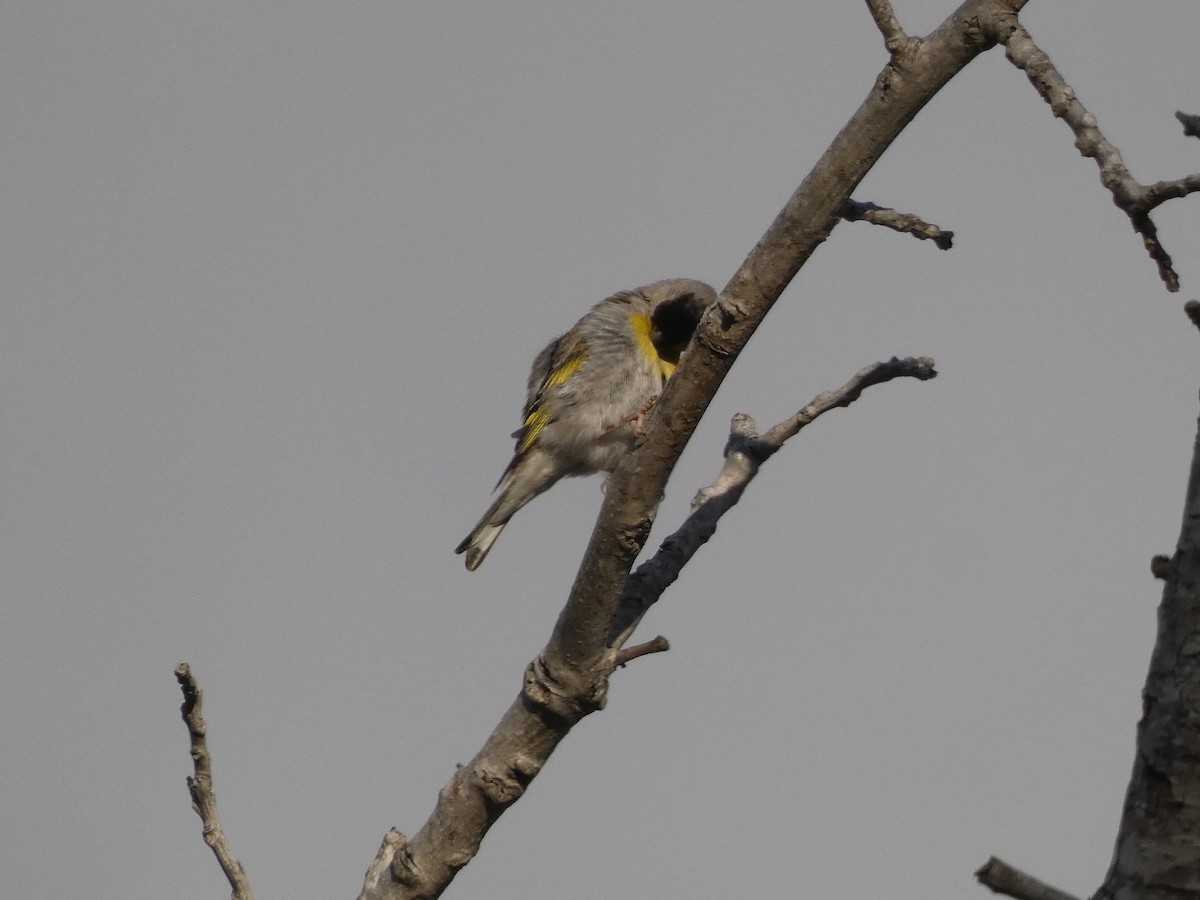 Lawrence's Goldfinch - ML339279771
