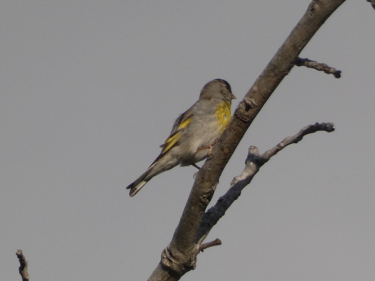 Lawrence's Goldfinch - ML339280291