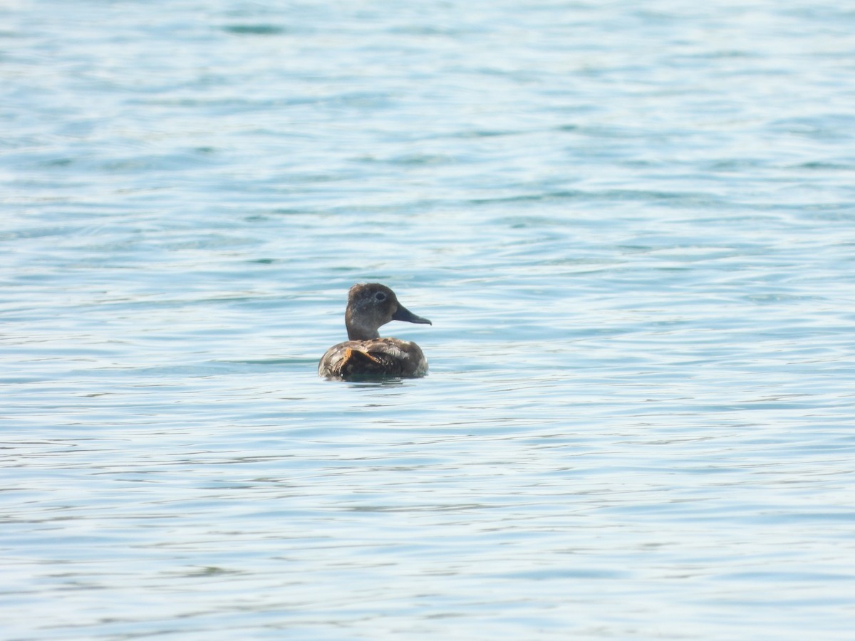 Ring-necked Duck - ML339280451