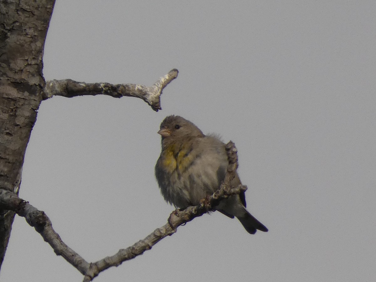 Lawrence's Goldfinch - ML339280581