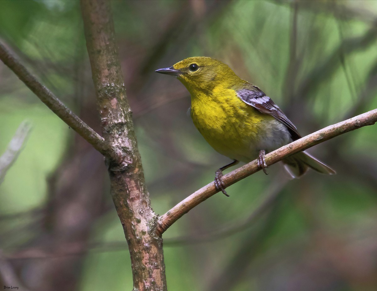 Pine Warbler - Brian Lowry