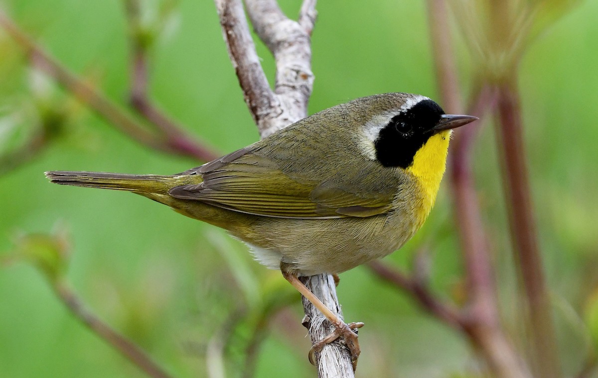 Common Yellowthroat - ML339281861