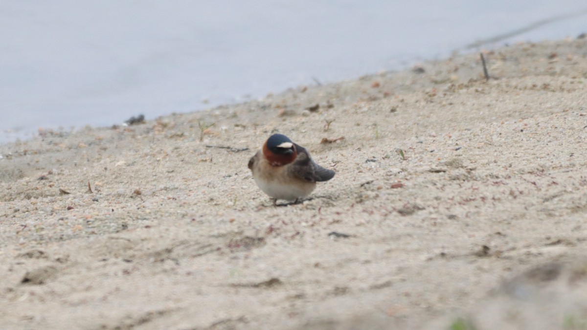 Cliff Swallow - ML339282011