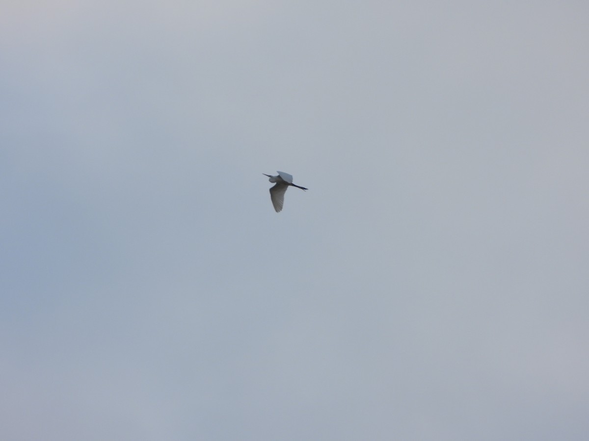 Great Egret - ML339282271