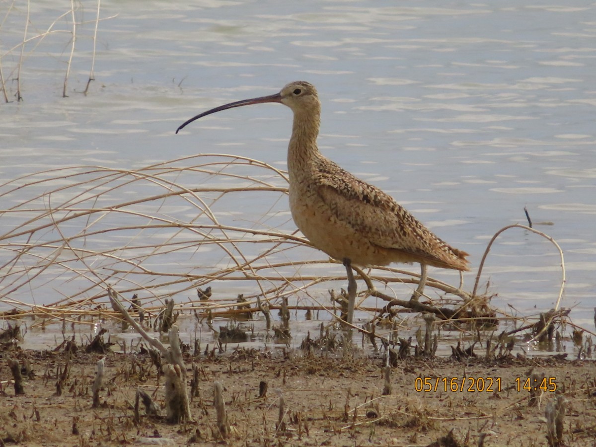 Long-billed Curlew - ML339282791