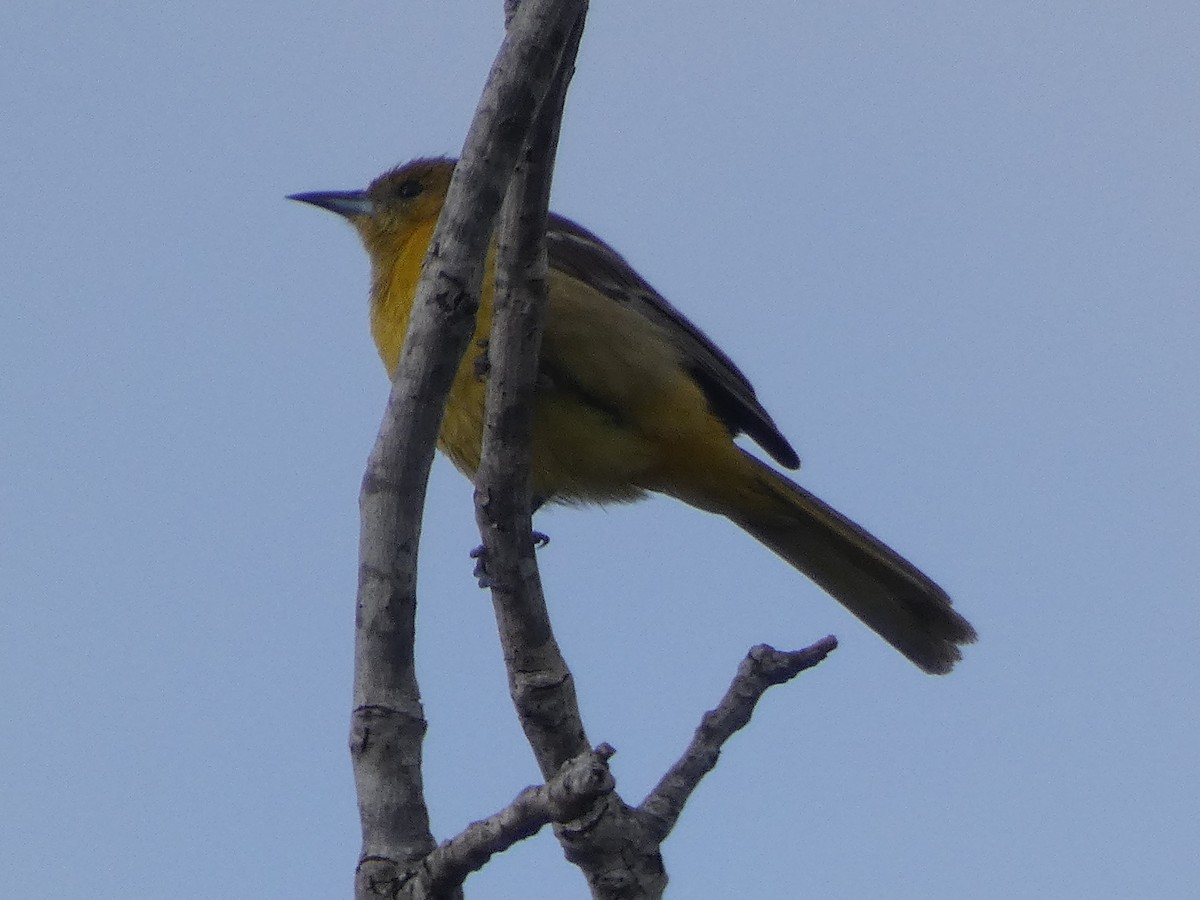 Hooded Oriole - ML339283291