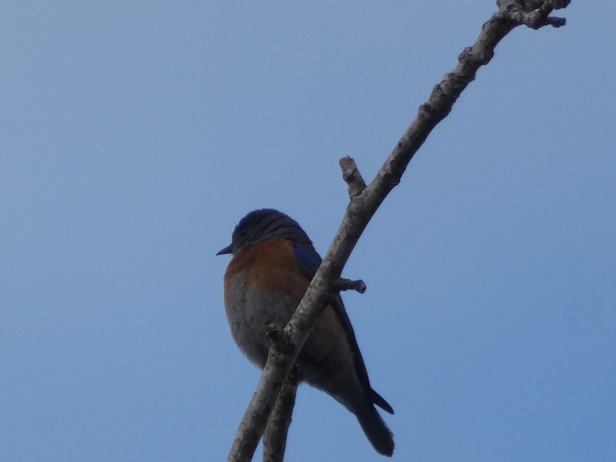Western Bluebird - ML339283841