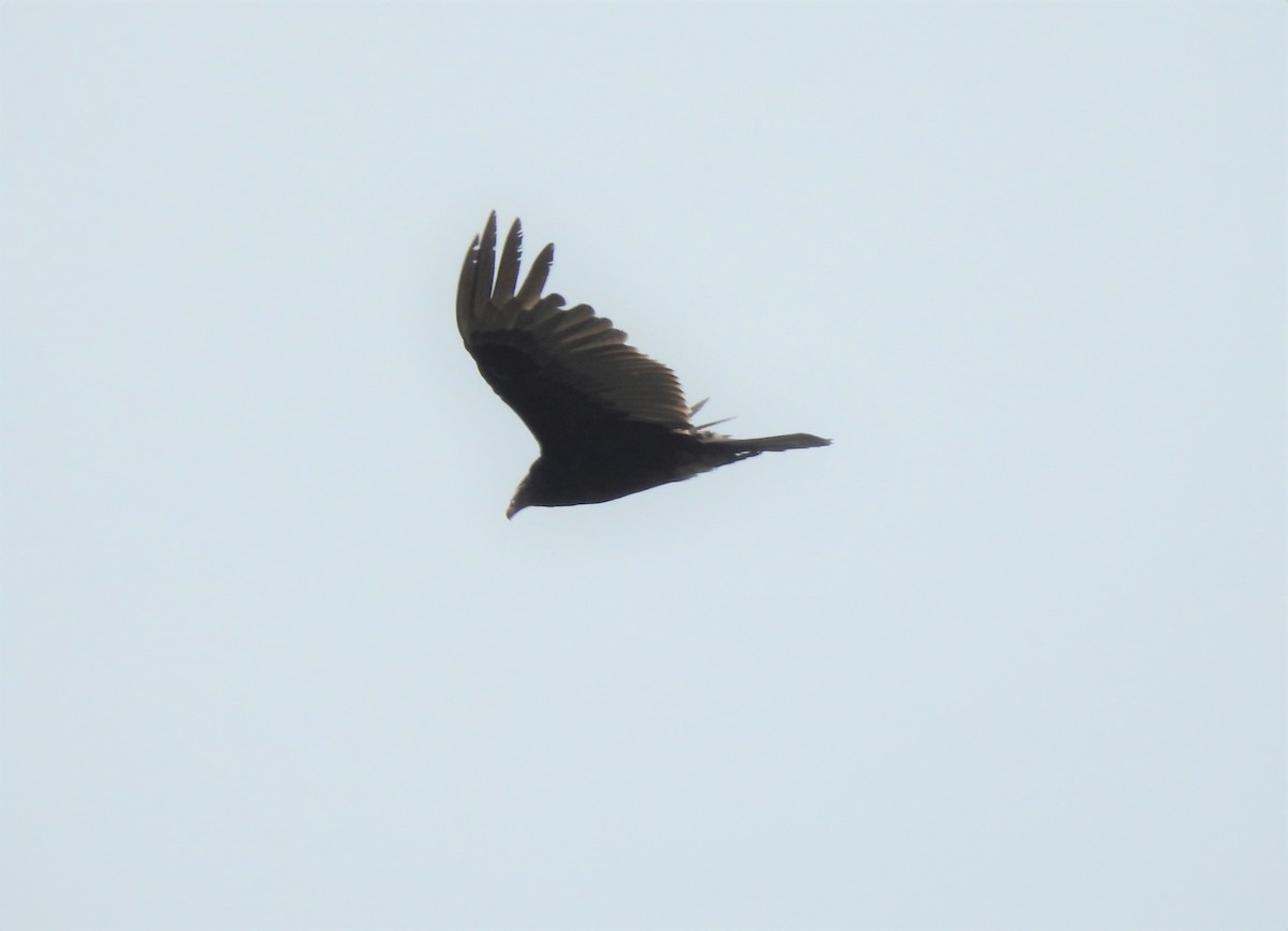 Turkey Vulture - ML339284381