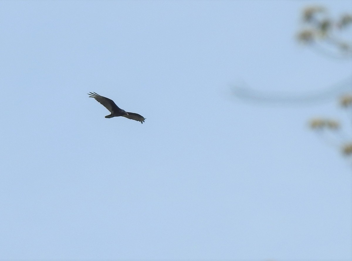 Turkey Vulture - ML339284521