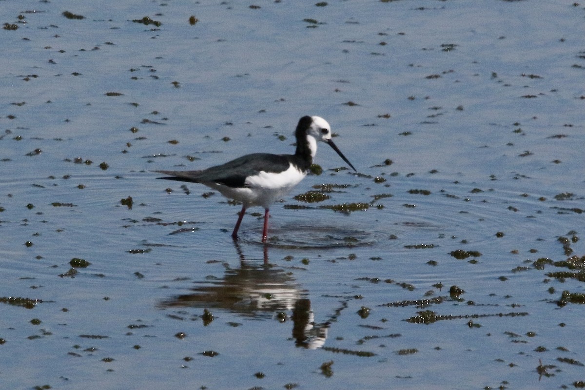 Pied Stilt - ML339286101