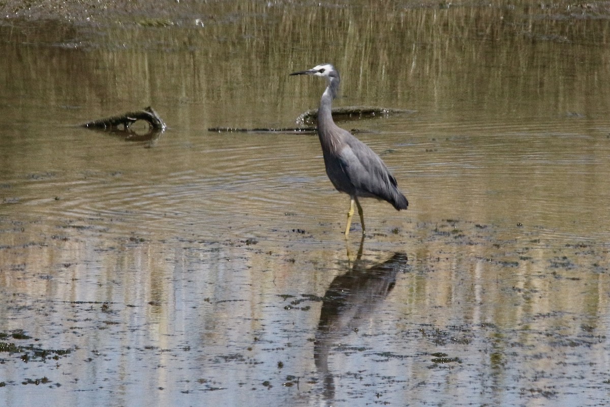White-faced Heron - ML339286771