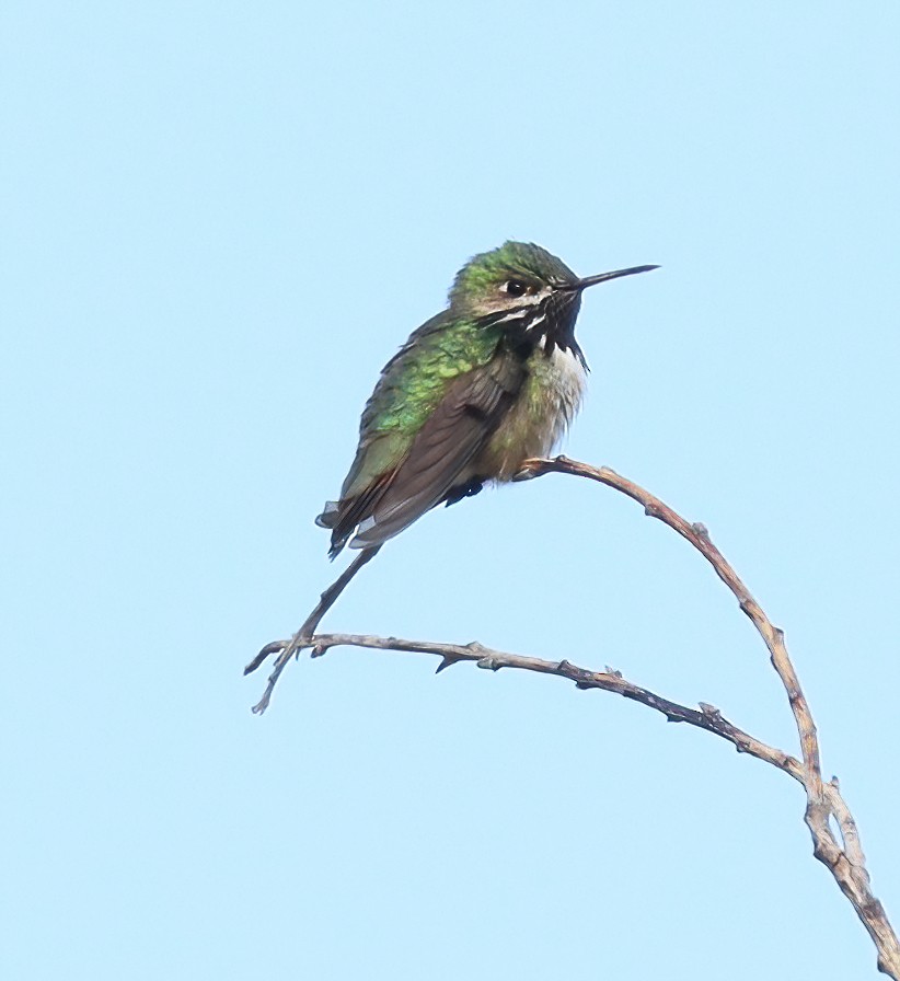 Calliope Hummingbird - ML339287791