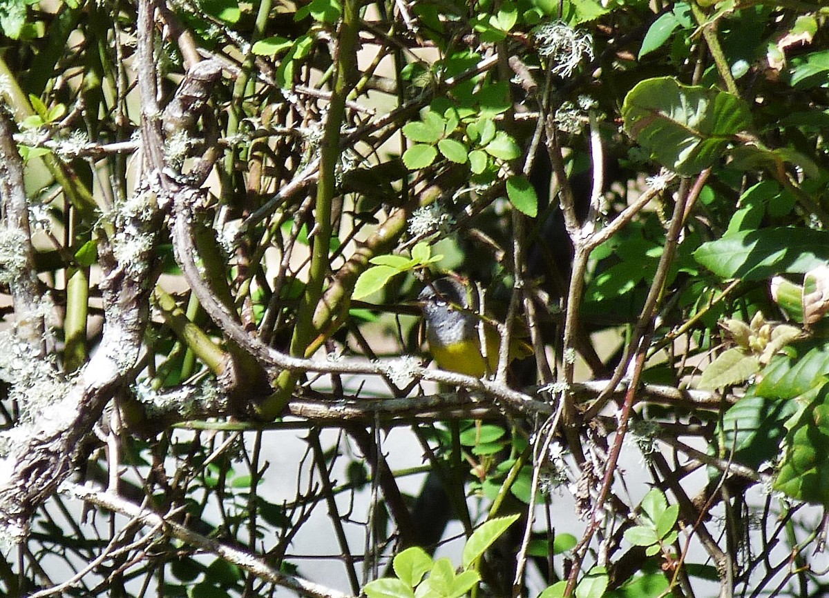 MacGillivray's Warbler - ML339287991