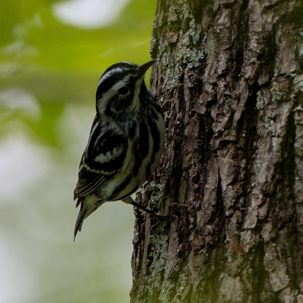 Black-and-white Warbler - ML339290301