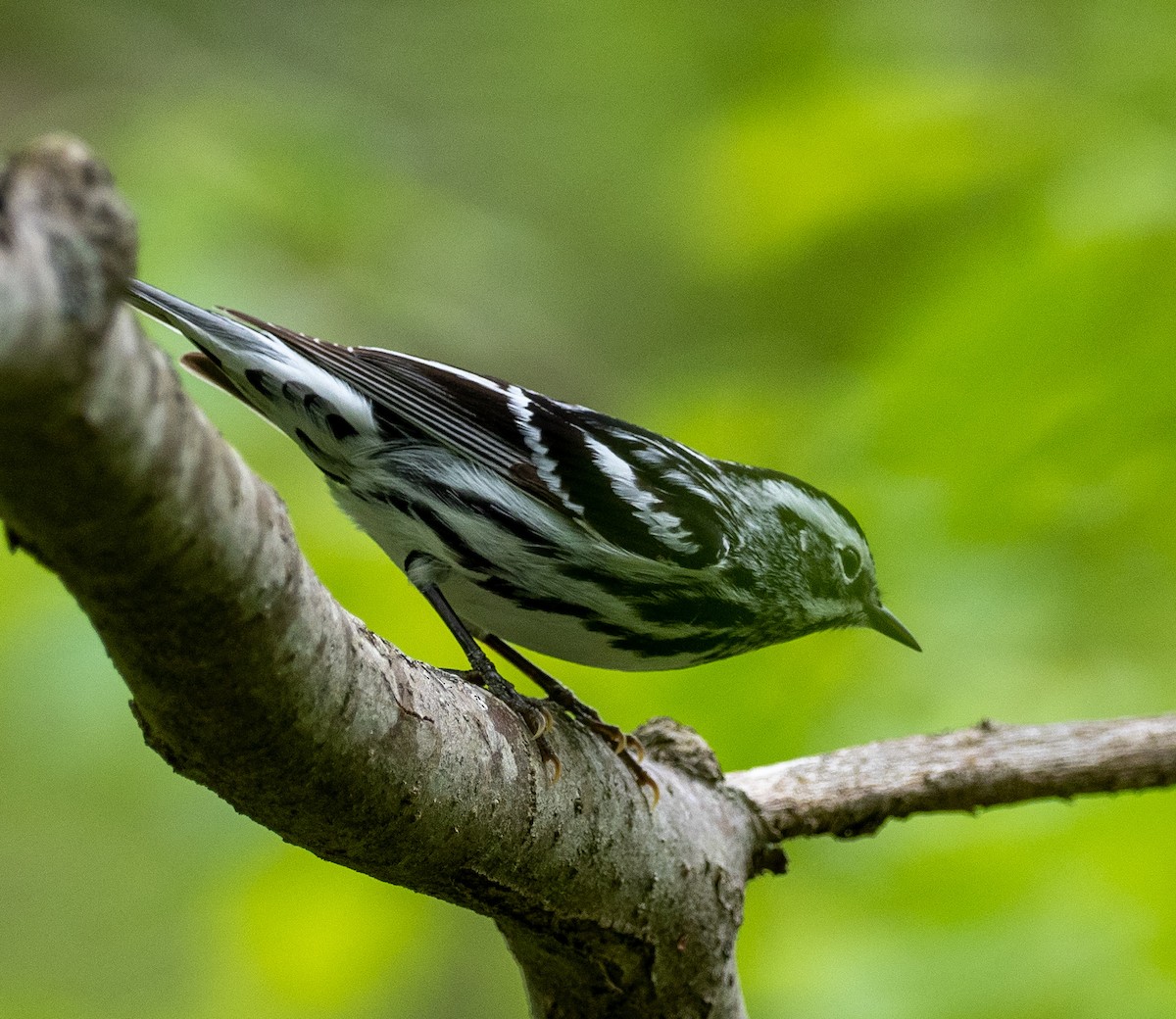 Black-and-white Warbler - ML339290331