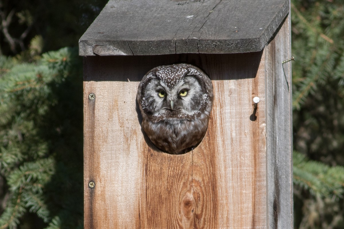 Boreal Owl - Evan Griffis