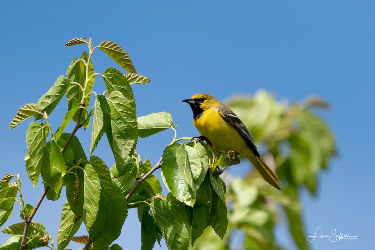 Oriole des vergers - ML339291041