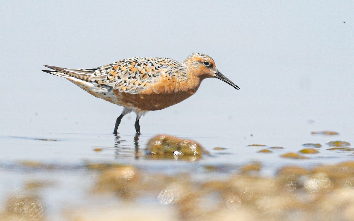 Red Knot - Ethan Denton