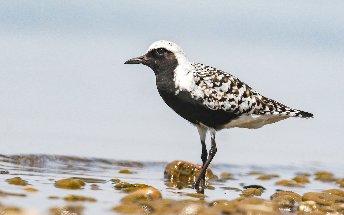 Black-bellied Plover - Ethan Denton