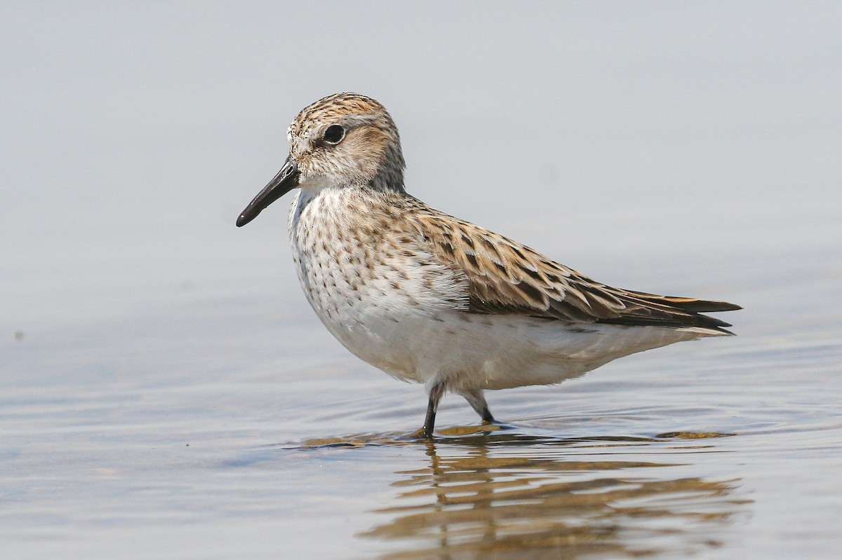 Semipalmated Sandpiper - ML339292021