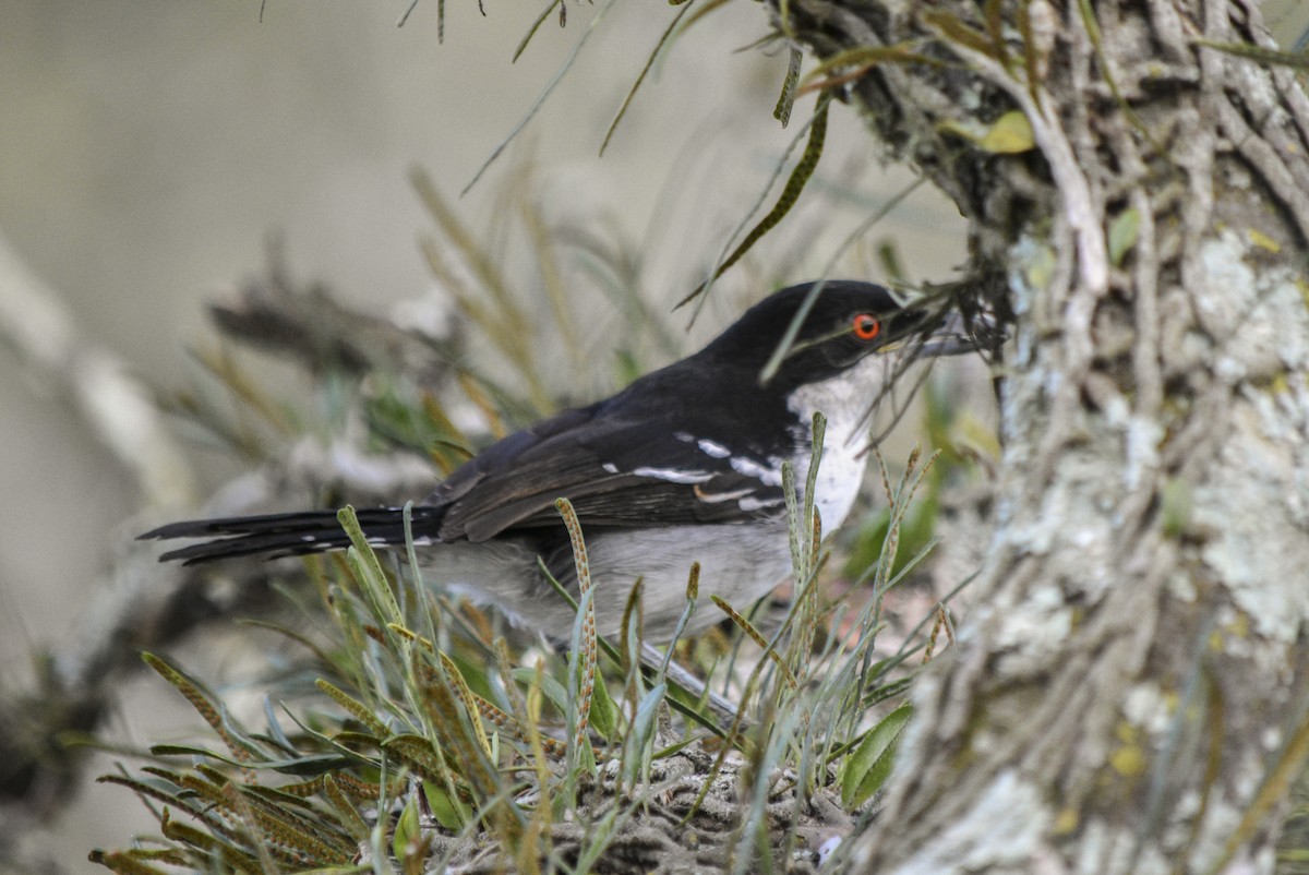 Great Antshrike - ML339293771