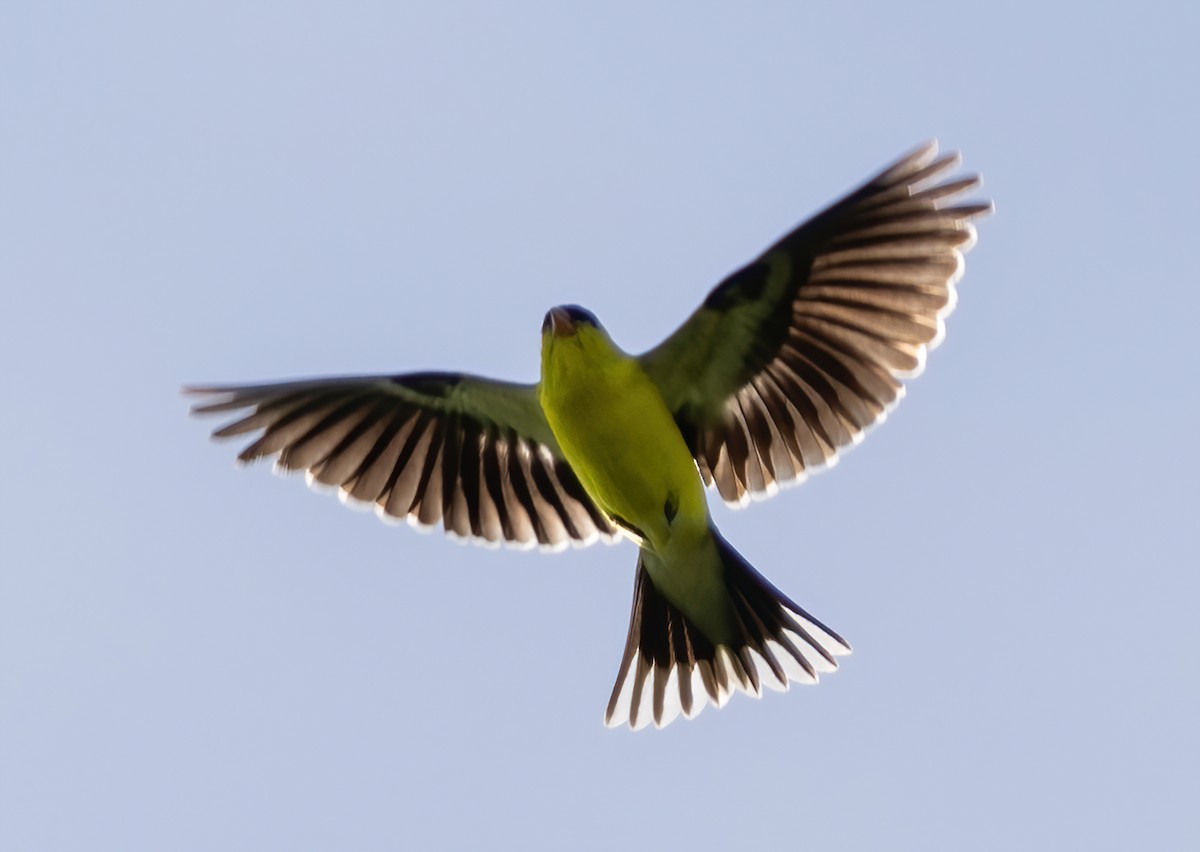 American Goldfinch - ML339294511