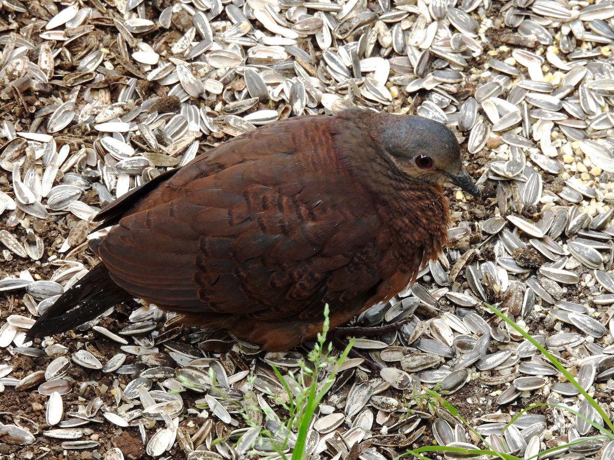 Chiriqui Quail-Dove - ML339294701