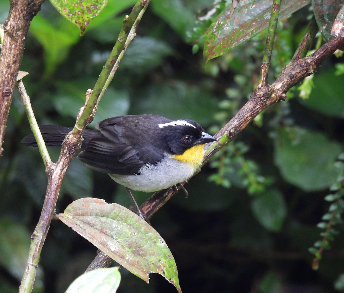 White-naped Brushfinch - ML339295171