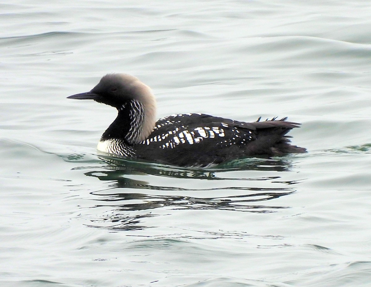 Pacific Loon - Jennifer (and Scott) Martin