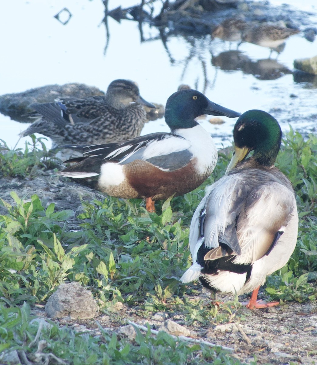 Northern Shoveler - ML339296071