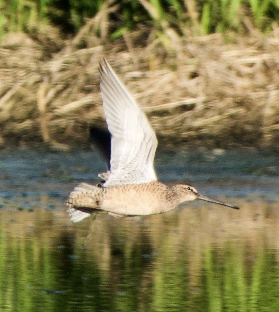 Long-billed Dowitcher - ML339297561