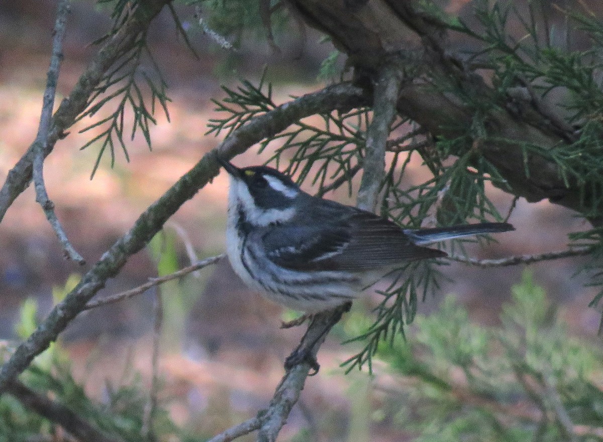 Black-throated Gray Warbler - ML339299291