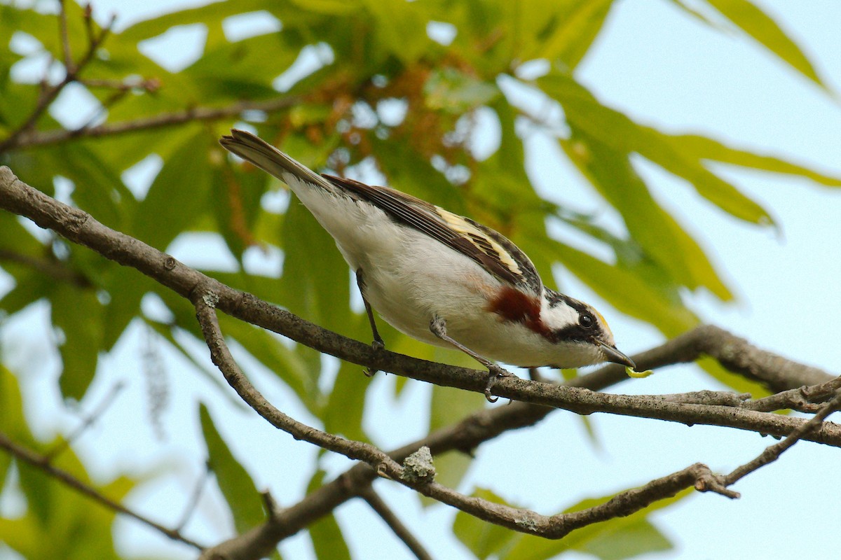 Chestnut-sided Warbler - ML339301061